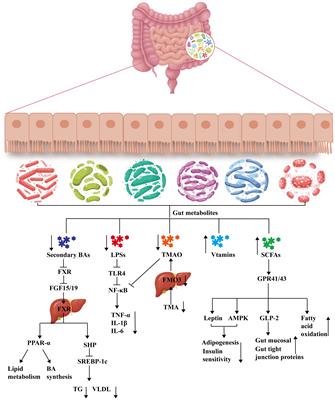 Effects of plant natural products on metabolic-associated fatty liver disease and the underlying mechanisms: a narrative review with a focus on the modulation of the gut microbiota